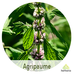 agripaume