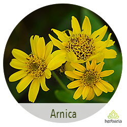 arnica