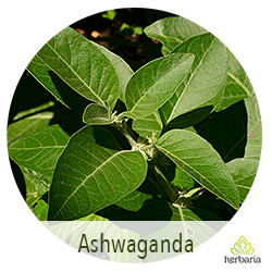 ashwaganda