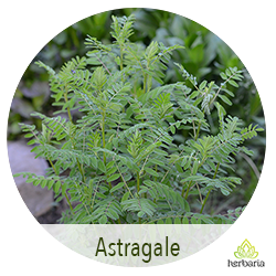astragale