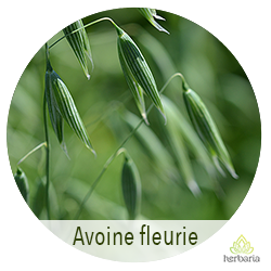 avoine fleurie
