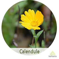 calendula