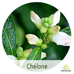 chélone
