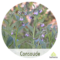 Consoude