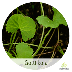 Gotu kola