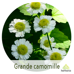 Grande camomille