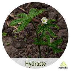 Hydraste
