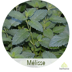 Mélisse