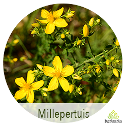 Millepertuis
