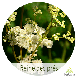 reine des prés