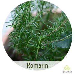 romarin
