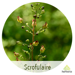 scrofulaire