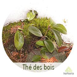 thé des bois