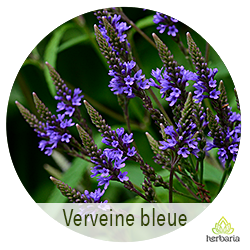verveine bleue