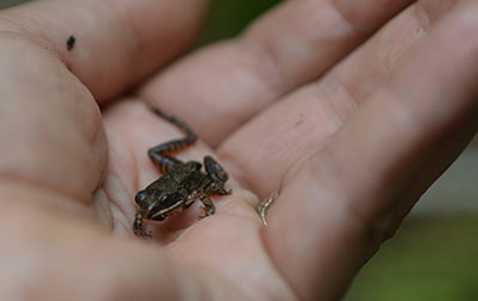 grenouille des bois.