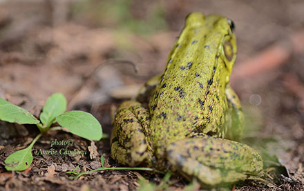 grenouille verte